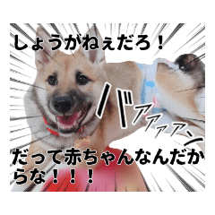 こりゃ犬くさいなぁ