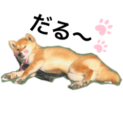にゃんことわんこの日常その１