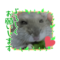 honey-mogu-mogu