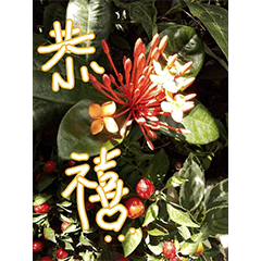 花園系列