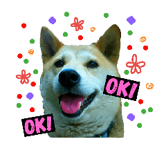 萌犬出柵