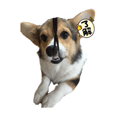 cherry_20211020105602