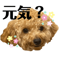 トイプードル Lineクリエイターズスタンプまとめ Stamplist Part 2