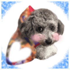 Giant toy-poodle KABUTO (Revised)