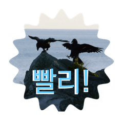 韓国語で話す鳥たち