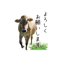 Cow daily life