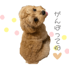 favorite dog uru_20211021103901