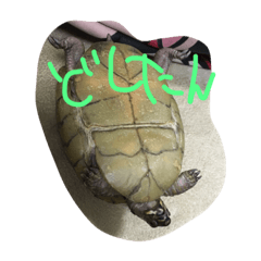 Resigned turtle