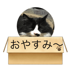 syakun