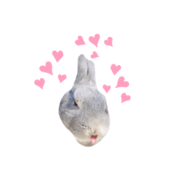 うさぎのぼんちゃん2