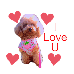 Toy poodle30