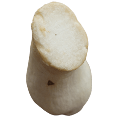 Food Series : Some King Oyster Mushroom