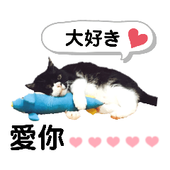 日本語と中国語（繁体字）で猫がおしゃべり