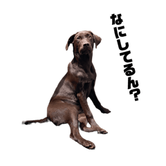 Chocolate labrador Konbu