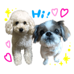 cutie toy poodle and shih tzu