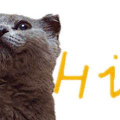 A british shorthair cat is named Ji Ji