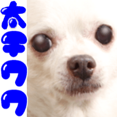 chihuahua nigou photo sticker @Cute dog
