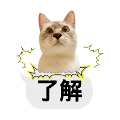 保護猫すたんぷ(女王様シャム子)