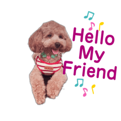 Toy poodle34