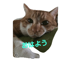 kawaiidoubututati