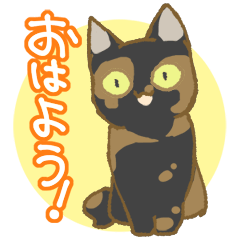 Tortoiseshell cat Sango