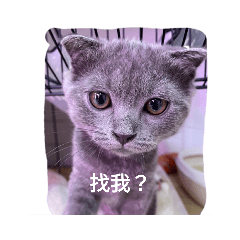 鏟屎生活