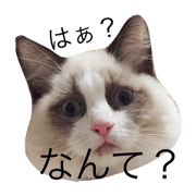 ragdooll