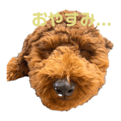 トイプードル Lineクリエイターズスタンプまとめ Stamplist トイプードル Lineクリエイターズスタンプまとめ Stamplist