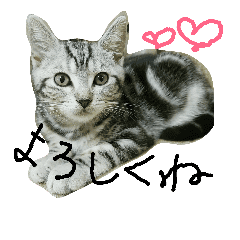 アメショのビビくん ゆるスタンプ Line スタンプ Line Store アメショのビビくん ゆるスタンプ Line スタンプ Line Store