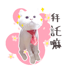 可愛的白白
