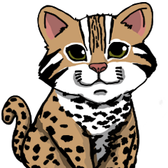 Leopard cat NACY
