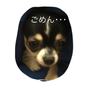 my prty dogs 8