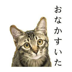 ゴンくんとリリー