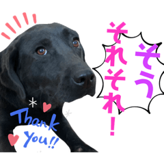 Ringo_20211022180637