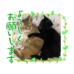 animal nekonekoneko