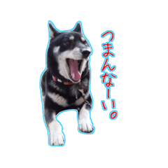 shiba inu yamato