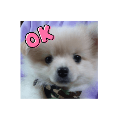 ringo_20211023001652