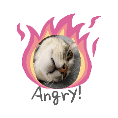 貓咪喵喵喵喵咪