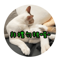 Cats in Chen Family