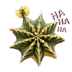 Wow Cactus Flower