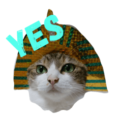 cat mayhaz 1.0