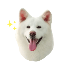 Yuki White Akita Inu