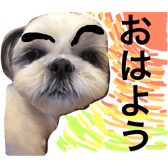 shih tzu -non2