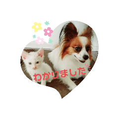 犬&猫 敬語シリーズパートII