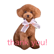 poodle214