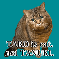 TARO is cat. not TANUKI.