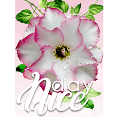 Flowers greeting cards