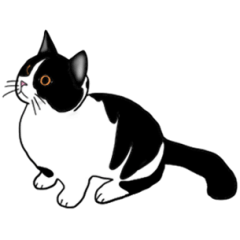 Chubby Tuxedo cat (Japanese)