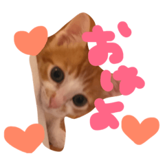 catcatpopo