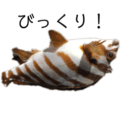 魚三昧ver11